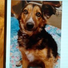 Подробнее об объявлении «Пропала собака Симферополь» Фото: пропала собака  «Пропала собака Симферополь» в г. Симферополь