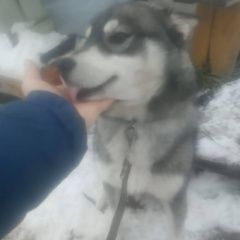 Подробнее об объявлении «Лобня Пропала собака кобель хаски» Фото: пропала собака  «Лобня Пропала собака кобель хаски» в г. Лобня