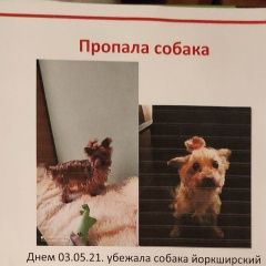 Подробнее об объявлении «Пропала собака йорк терьер девочка Москва» Фото: пропала собака Йоркширский терьер «Пропала собака йорк терьер девочка Москва» в г. Москва