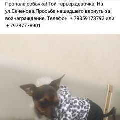 Подробнее об объявлении «Ялта Пропала собака член семьи» Фото: пропала собака Той-терьер «Ялта Пропала собака член семьи» в г. Ялта