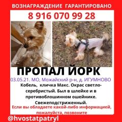 Подробнее об объявлении «Пропала собака кобель йорк, в д.игумново, ий район Можайск» Фото: пропала собака Йоркширский терьер «Пропала собака кобель йорк, в д.игумново, ий...» в г. Можайск