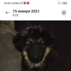 Подробнее об объявлении «Пропала собака на фото собака когда была младше Краснодар» Фото: пропала собака  «Пропала собака на фото собака когда была младше...» в г. Краснодар