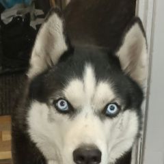 Подробнее об объявлении «Чита Пропала собака кобель породы хаски» Фото: пропала собака Сибирская хаски «Чита Пропала собака кобель породы хаски» в г. Чита