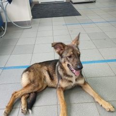 Подробнее об объявлении «Пропала собака фото беглянки нет. на фото её сестра. Санкт-Петербург» Фото: пропала собака  «Пропала собака фото беглянки нет. на фото её...» в г. Санкт-Петербург