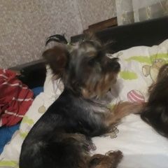 Подробнее об объявлении «Донецк Донецкая обл. Пропала собака» Фото: пропала собака Йоркширский терьер «Донецк Донецкая обл. Пропала собака» в г. Донецк Донецкая обл.