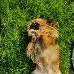 Подробнее об объявлении «Анапа Пропала собака пекинес» Фото: пропала собака Пекинес «Анапа Пропала собака пекинес» в г. Анапа