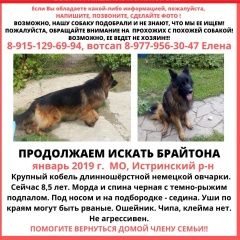 Подробнее об объявлении «Пропала собака кобель немецкой овчарки в 2019 г. Истра» Фото: пропала собака Немецкая овчарка «Пропала собака кобель немецкой овчарки в 2019...» в г. Истра