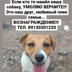 Подробнее об объявлении «Красноярск Пропала собака кобель» Фото: пропала собака Джек рассел терьер «Красноярск Пропала собака кобель» в г. Красноярск