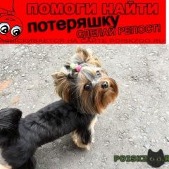 Подробнее об объявлении «Пропала собака Омск» Фото: пропала собака Йоркширский терьер «Пропала собака Омск» в г. Омск