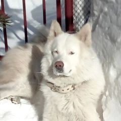 Подробнее об объявлении «Пропала собака кобель срочно Новокузнецк» Фото: пропала собака  «Пропала собака кобель срочно Новокузнецк» в г. Новокузнецк