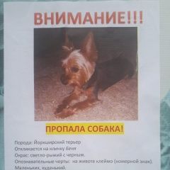 Подробнее об объявлении «Пропала собака кобель Брянск» Фото: пропала собака Йоркширский терьер «Пропала собака кобель Брянск» в г. Брянск