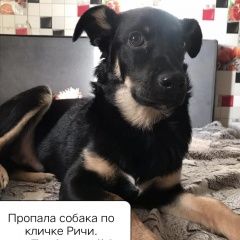 Подробнее об объявлении «Сургут Пропала собака кобель» Фото: пропала собака  «Сургут Пропала собака кобель» в г. Сургут
