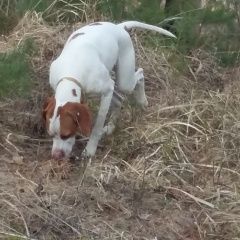 Подробнее об объявлении «Пропала собака Нижний Новгород» Фото: пропала собака Пойнтер «Пропала собака Нижний Новгород» в г. Нижний Новгород