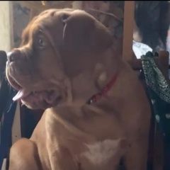 Подробнее об объявлении «Пропала собака бордосский дог, щенок 6 мес. Санкт-Петербург» Фото: пропала собака Бордоский дог «Пропала собака бордосский дог, щенок 6 мес....» в г. Санкт-Петербург