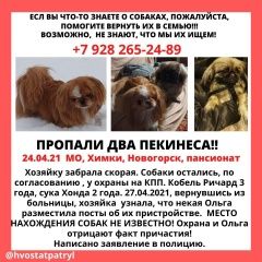Подробнее об объявлении «Пропала собака и два пекинеса Химки» Фото: пропала собака Пекинес «Пропала собака и два пекинеса Химки» в г. Химки