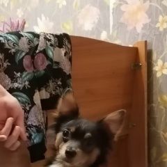 Подробнее об объявлении «Пропала собака кобель Воронеж» Фото: пропала собака Чихуахуа «Пропала собака кобель Воронеж» в г. Воронеж