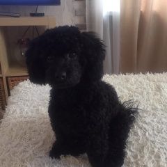 Подробнее об объявлении «Пропала собака кобель Санкт-Петербург» Фото: пропала собака Мальтийская болонка «Пропала собака кобель Санкт-Петербург» в г. Санкт-Петербург