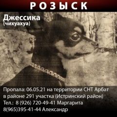 Подробнее об объявлении «Пропала собака Истра» Фото: пропала собака Чихуахуа «Пропала собака Истра» в г. Истра