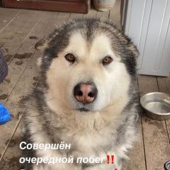 Подробнее об объявлении «Ростов-на-Дону Пропала собака помогите найти собаку» Фото: пропала собака Аляскинский маламут «Ростов-на-Дону Пропала собака помогите найти...» в г. Ростов-на-Дону