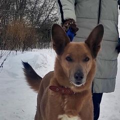 Подробнее об объявлении «Пропала собака Москва» Фото: пропала собака  «Пропала собака Москва» в г. Москва