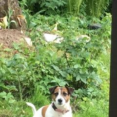 Подробнее об объявлении «Пропала собака район грузино -куйвози снт балтиец Санкт-Петербург» Фото: пропала собака Джек рассел терьер «Пропала собака район грузино -куйвози снт...» в г. Санкт-Петербург