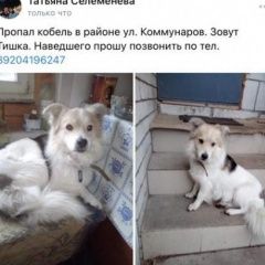 Подробнее об объявлении «Пропала собака кобель чипированный с ошейником Воронеж» Фото: пропала собака  «Пропала собака кобель чипированный с ошейником...» в г. Воронеж