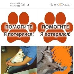 Подробнее об объявлении «Красноярск Пропала собака.» Фото: пропала собака  «Красноярск Пропала собака.» в г. Красноярск