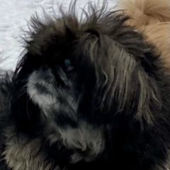 Подробнее об объявлении «Пропала собака Санкт-Петербург» Фото: пропала собака Пекинес «Пропала собака Санкт-Петербург» в г. Санкт-Петербург