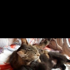 Подробнее об объявлении «Пропала собака кобель помогите Санкт-Петербург» Фото: пропала собака Йоркширский терьер «Пропала собака кобель помогите Санкт-Петербург» в г. Санкт-Петербург