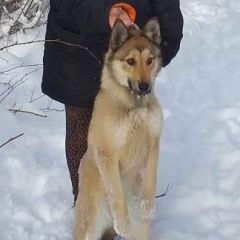 Подробнее об объявлении «Пропала собака кобель Новороссийск» Фото: пропала собака Западно-сибирская лайка «Пропала собака кобель Новороссийск» в г. Новороссийск
