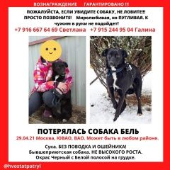 Подробнее об объявлении «Пропала собака Москва» Фото: пропала собака  «Пропала собака Москва» в г. Москва