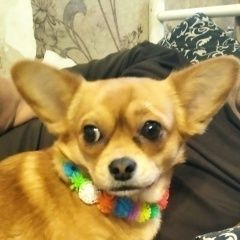 Подробнее об объявлении «Пропала собака Симферополь» Фото: пропала собака  «Пропала собака Симферополь» в г. Симферополь