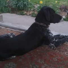 Подробнее об объявлении «Пропала собака кобель курцхаар Адыгейск» Фото: пропала собака Курцхаар «Пропала собака кобель курцхаар Адыгейск» в г. Адыгейск