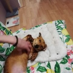 Подробнее об объявлении «Пропала собака кобель потерялась собака такса кличка лукас Екатеринбург» Фото: пропала собака Такса «Пропала собака кобель потерялась собака такса...» в г. Екатеринбург