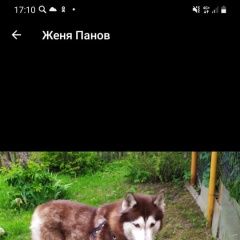 Подробнее об объявлении «Ярославль Пропала собака кобель мальчик кабель» Фото: пропала собака Сибирская хаски «Ярославль Пропала собака кобель мальчик кабель» в г. Ярославль