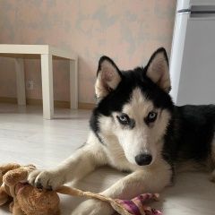 Подробнее об объявлении «Приозерск Пропала собака кобель хаски в ом районе» Фото: пропала собака Сибирская хаски «Приозерск Пропала собака кобель хаски в ом районе» в г. Приозерск