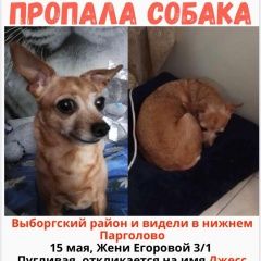 Подробнее об объявлении «Пропала собака той терьер Санкт-Петербург» Фото: пропала собака Той-терьер «Пропала собака той терьер Санкт-Петербург» в г. Санкт-Петербург