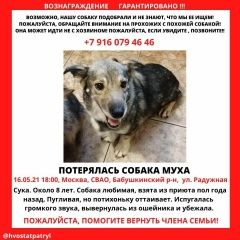 Подробнее об объявлении «Пропала собака коротколапая Москва» Фото: пропала собака  «Пропала собака коротколапая Москва» в г. Москва