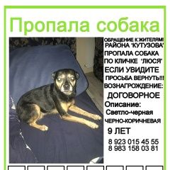 Подробнее об объявлении «Красноярск Пропала собака» Фото: пропала собака Той-терьер «Красноярск Пропала собака» в г. Красноярск