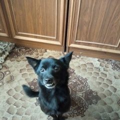 Подробнее об объявлении «Пропала собака Санкт-Петербург» Фото: пропала собака  «Пропала собака Санкт-Петербург» в г. Санкт-Петербург