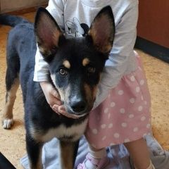 Подробнее об объявлении «Пропала собака Москва» Фото: пропала собака  «Пропала собака Москва» в г. Москва