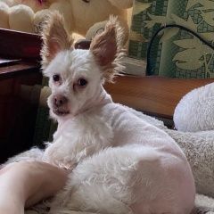 Подробнее об объявлении «Пропала собака Королев» Фото: пропала собака Китайская хохлатая собака «Пропала собака Королев» в г. Королев