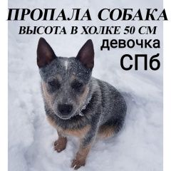 Подробнее об объявлении «Пропала собака поиски продолжаются Санкт-Петербург» Фото: пропала собака Австралийская пастушья собака «Пропала собака поиски продолжаются Санкт-Петербург» в г. Санкт-Петербург