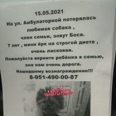 Подробнее об объявлении «Ростов-на-Дону Пропала собака» Фото: пропала собака Йоркширский терьер «Ростов-на-Дону Пропала собака» в г. Ростов-на-Дону