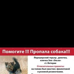 Подробнее об объявлении «Пропала собака йорк Томск» Фото: пропала собака Йоркширский терьер «Пропала собака йорк Томск» в г. Томск