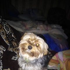 Подробнее об объявлении «Спас-Клепики Пропала собака кобель помогите найти» Фото: пропала собака Йоркширский терьер «Спас-Клепики Пропала собака кобель помогите найти» в г. Спас-Клепики