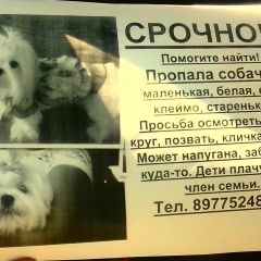 Подробнее об объявлении «Пропала собака Краснодар» Фото: пропала собака  «Пропала собака Краснодар» в г. Краснодар