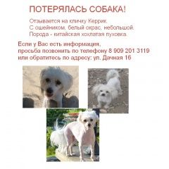 Подробнее об объявлении «Пропала собака кобель белая, маленькая Губкин» Фото: пропала собака  «Пропала собака кобель белая, маленькая Губкин» в г. Губкин