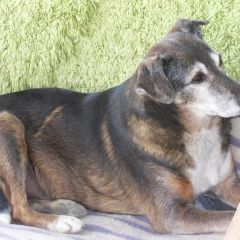 Подробнее об объявлении «Пропала собака кобель 21.05 пёс, по кличке бим. Симферополь» Фото: пропала собака  «Пропала собака кобель 21.05 пёс, по кличке бим....» в г. Симферополь