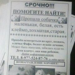 Подробнее об объявлении «Пропала собака потерялась белая маленькая собачка Краснодар» Фото: пропала собака Мальтийская болонка «Пропала собака потерялась белая маленькая...» в г. Краснодар